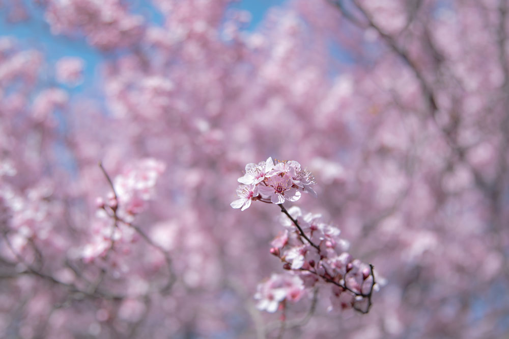 a stem of a budding pink tree is in focus, with the rest of the tree out of focus behind it